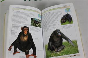 MAMMIFERI GUIDA ILLUSTRATA PRATICA ED ESAUSTIVA