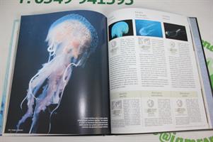 IL REGNO ANIMALE: INVERTEBRATI VOL 3