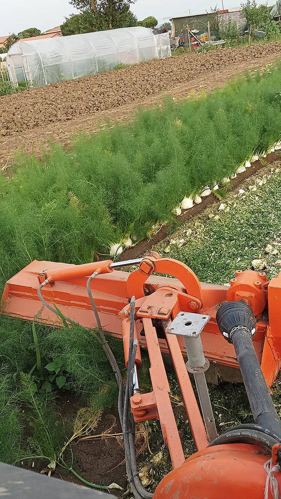 Immagine della distruzione di un campo di finocchi a Viserba a causa dell’esubero di magazzino della committenza (Az. Agricola Delbianco Cristian)